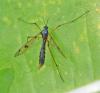 Ptychoptera contaminata